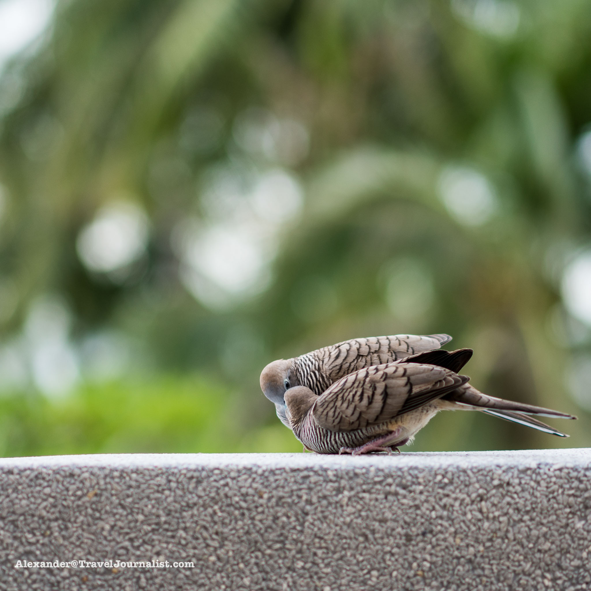 Birds-Kissing-Hua-Hin-Thailand-Sony-A7RII